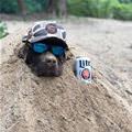 All Dug In