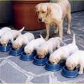 funny dog 3