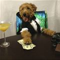 funny dog 3
