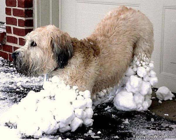All Snowy Dog