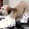 funny dog 3