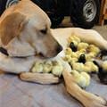 funny dog 1