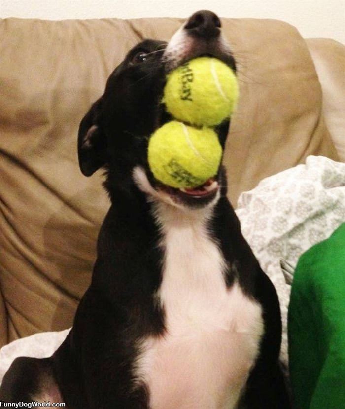 Alllll Of The Balls Funnydogworldcom