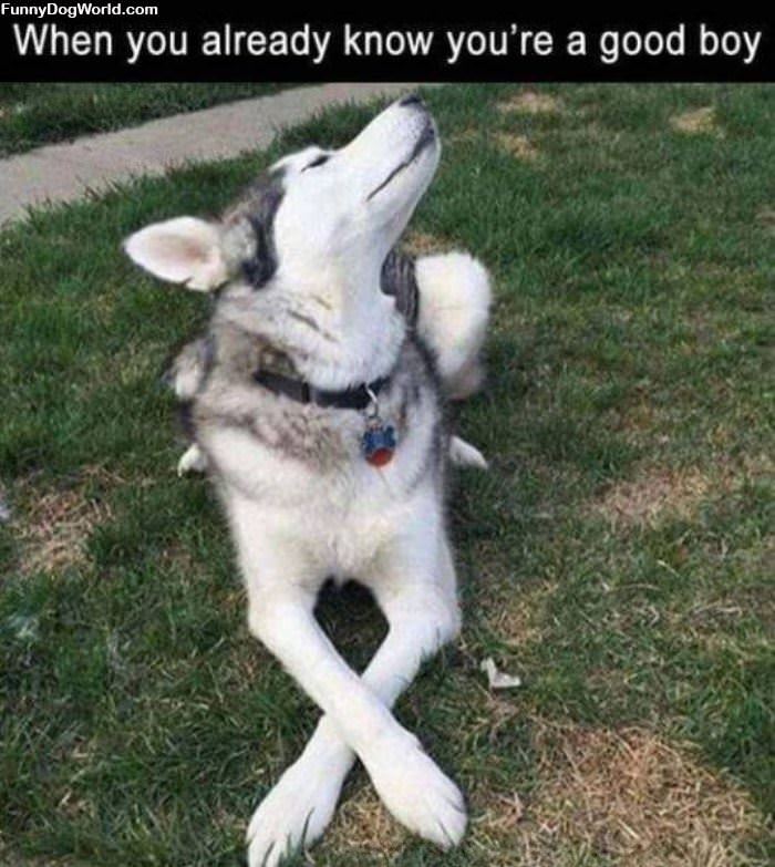 Already Know You Are A Good Boy