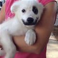 funny dog 5