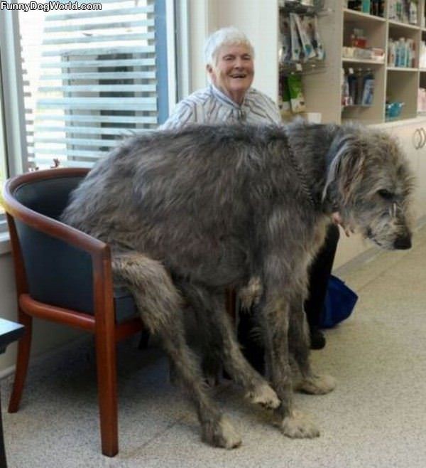 Amazing And Huge Dog