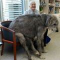 funny dog 1