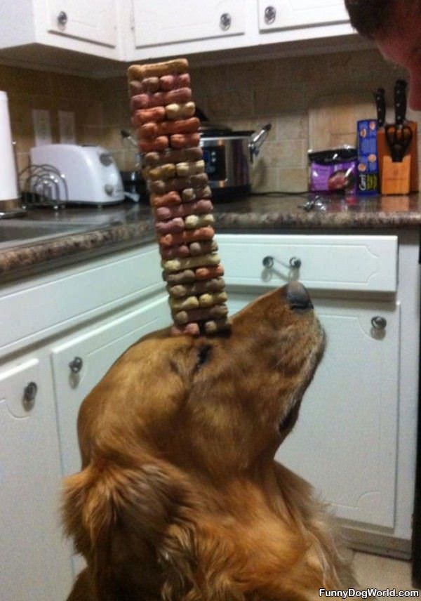 Amazing Stacking Dog