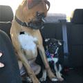funny dog 5