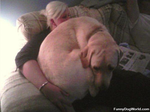 Another Lap Dog