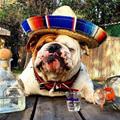 funny dog 5