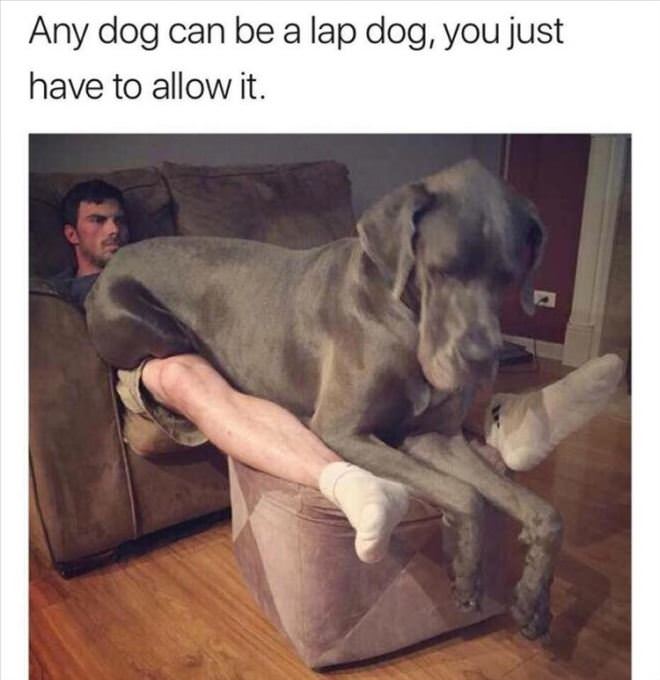 Any Dog Can Be A Lap Dog
