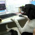 Architect Dog
