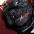 funny dog 3