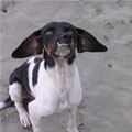 funny dog 5