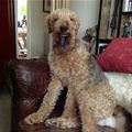 funny dog 4
