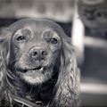 funny dog 3