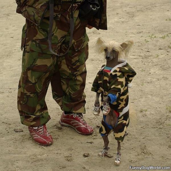 Army Dog