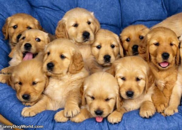 Army Of Puppies