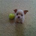 funny dog 1