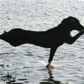 funny dog 2