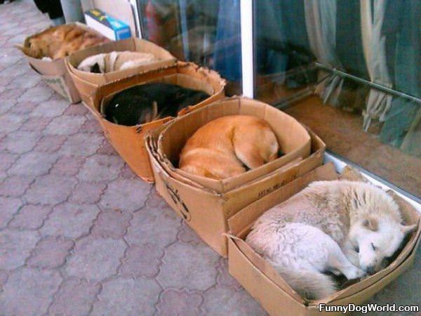 Asleep In The Boxes