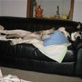 Asleep On The Couch