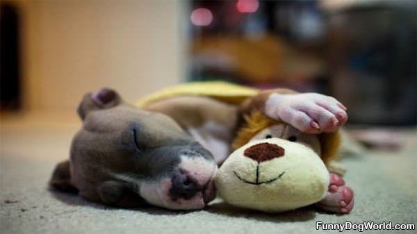 Asleep With My Bear