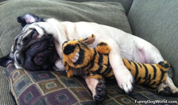 Asleep With My Teddy