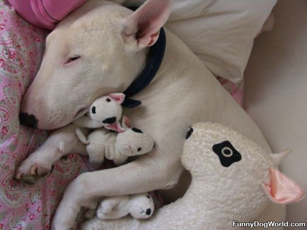 Asleep With My Teddys