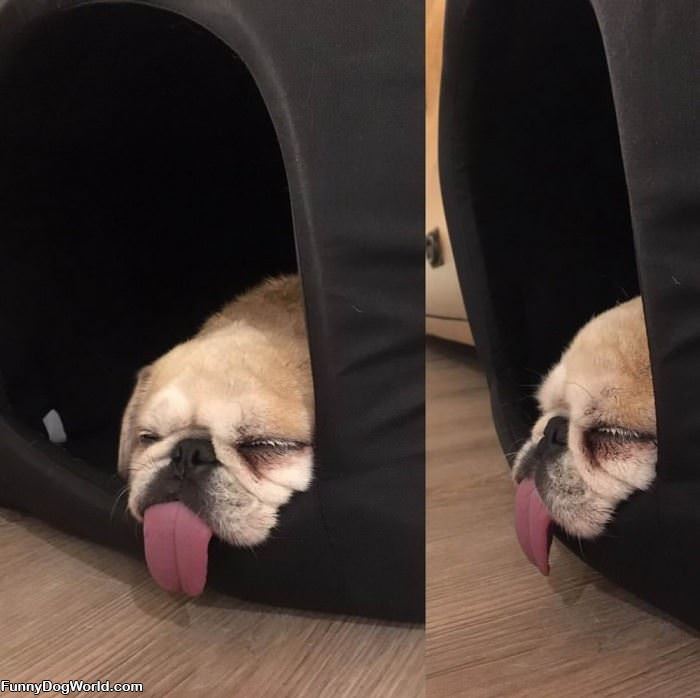 Asleep With My Tongue Out