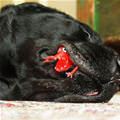 funny dog 5