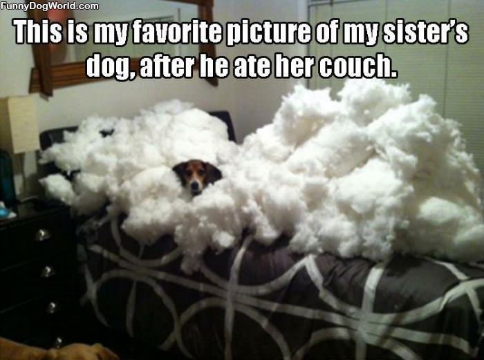 Ate The Couch