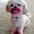 funny dog 5