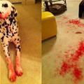 Ate Your Lipstick