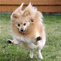 funny dog 1