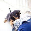 funny dog 2