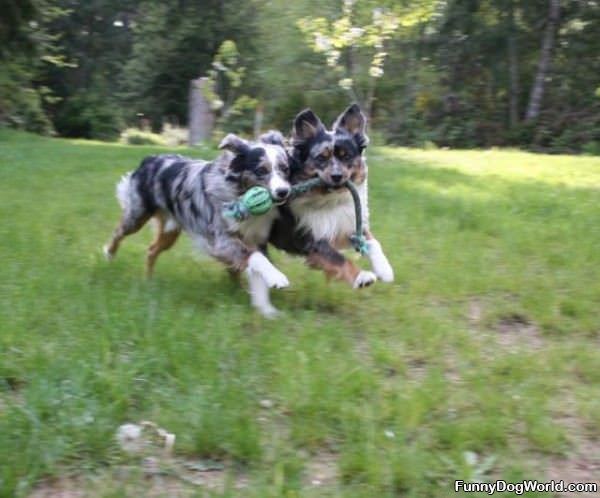 Aussie Puppies