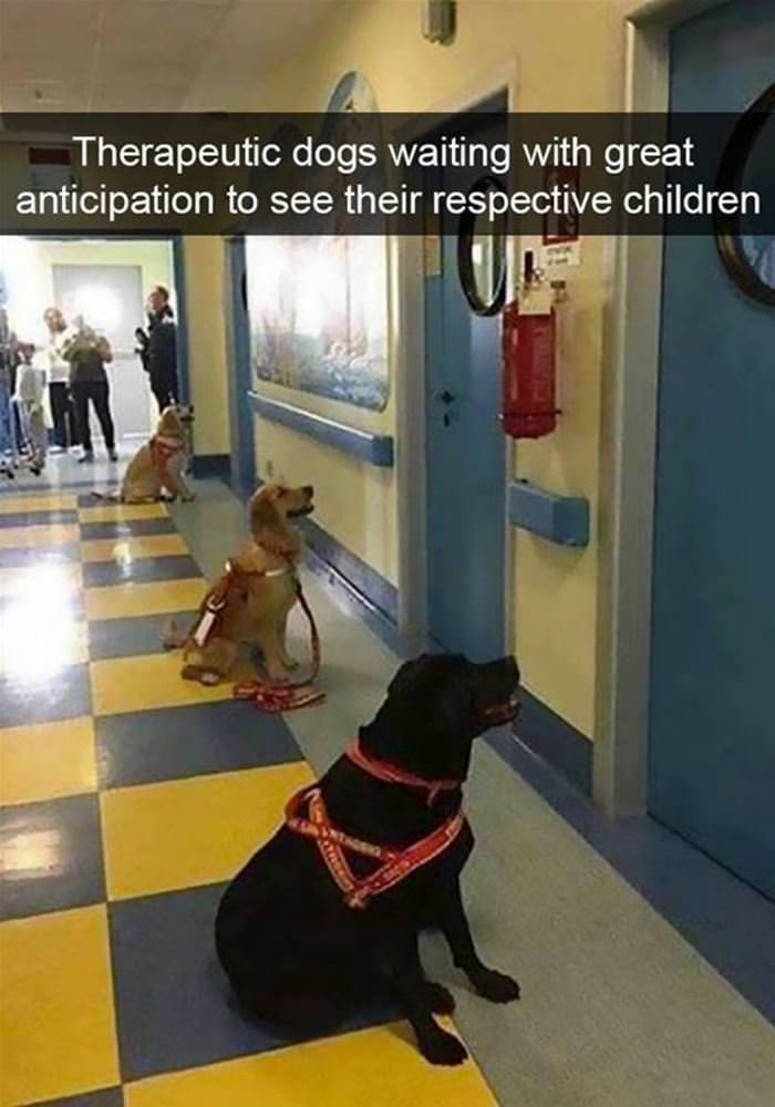 Awesome Therapy Dogs