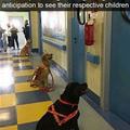 Awesome Therapy Dogs