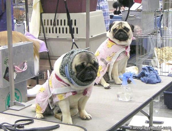 Babtcha Pugs