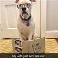 funny dog 2