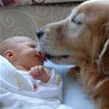 funny dog 4