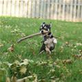 funny dog 5