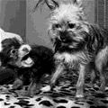 funny dog 3