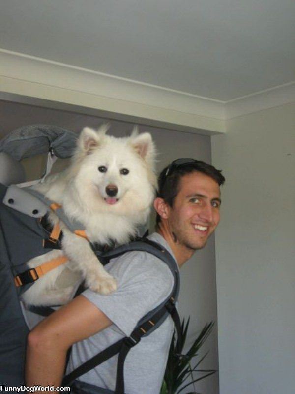 Back Packing Dog
