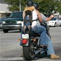Backpack Dog