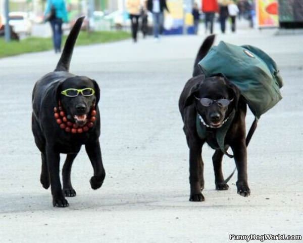 Backpacking Dogs