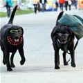 Backpacking Dogs