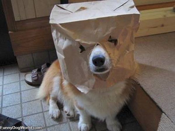 Bagface Dog